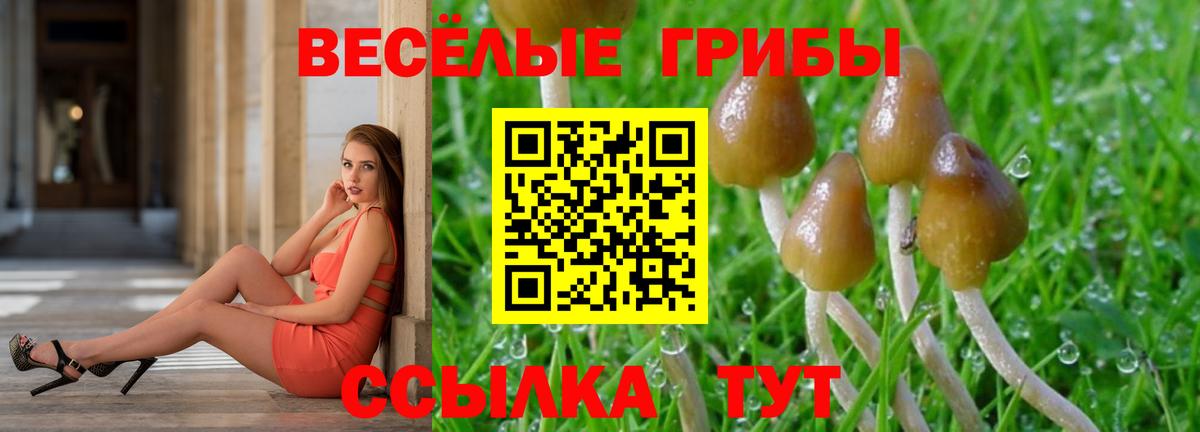 Галлюциногенные грибы Psilocybine cubensis  Вход с VPN  Торжок 